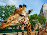 DENY SECURITY assure la sécurité des soigneurs du Parc Zoologique de Paris